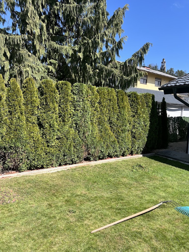 Geschnittene Hecke neben einer gepflegten Rasenfläche